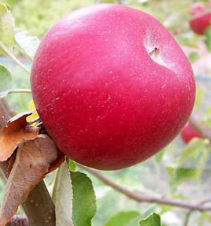 Organic Apple Trees
