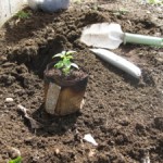Transplanting Seedlings