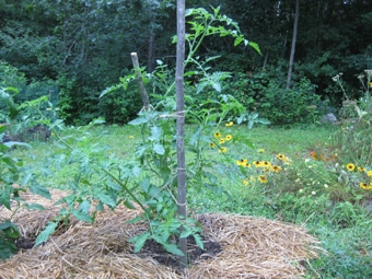 Black Cherry Tomato