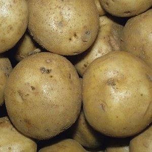 Heirloom Seed Potatoes
