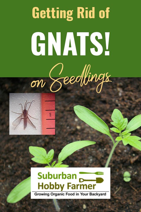 What Causes Gnats and How to Get Rid of Them - Dengarden