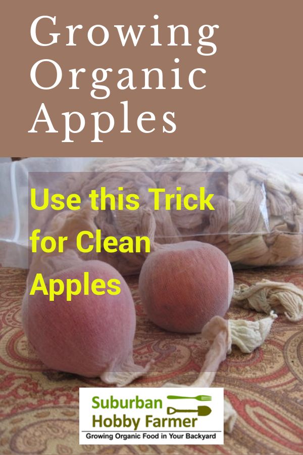 Organic Apple Trees