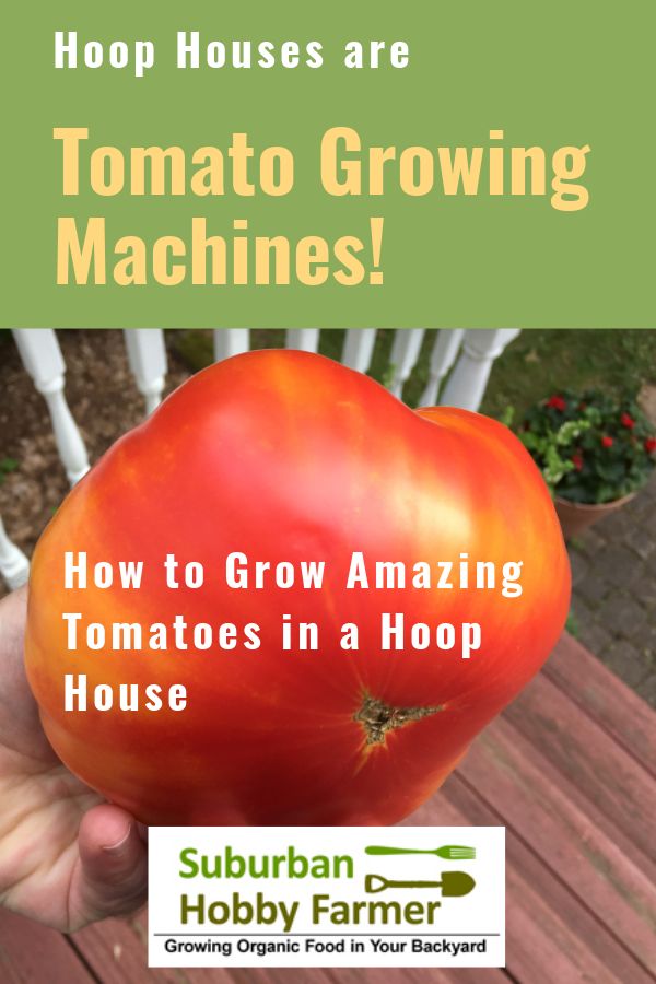Hoop House Tomatoes