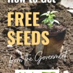 Free Seeds