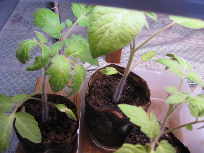 hardening off seedlings before transplanting