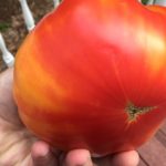 Growing Tomatoes in a Hoop House