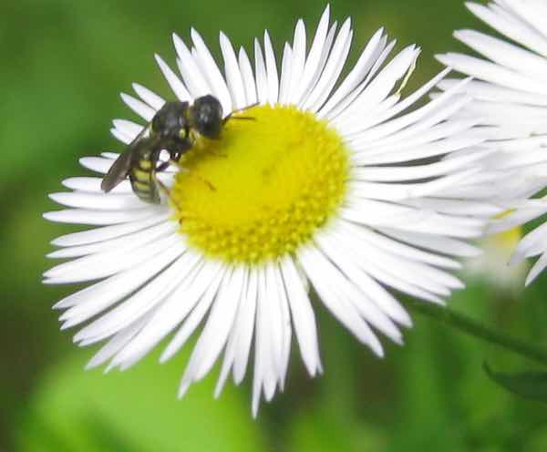 Daisy Fleabane Wildflower