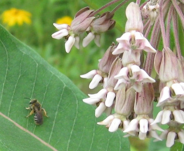 Native Bee on Milkweed