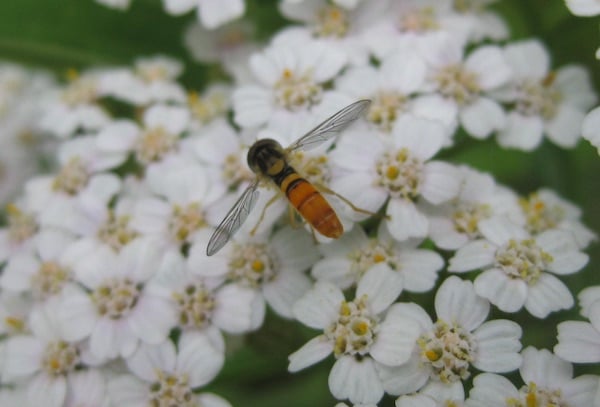 Wildflower Yarrow