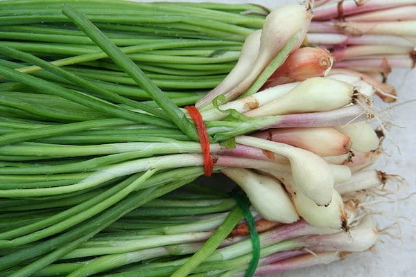 Green Bunching Onions