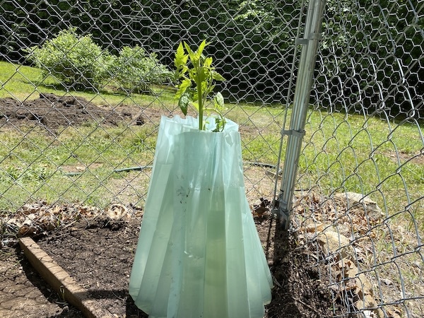 Walls Of Water for Tomatoes. Start Growing Sooner. Does it work?