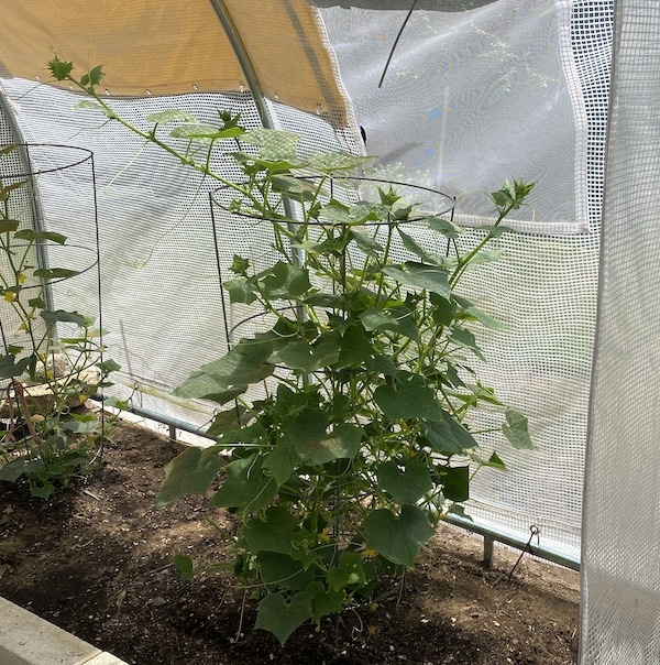 Hoop House Cucumber