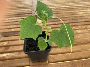 Cucumber Seedling