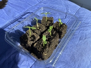 Cucumber Seedlings