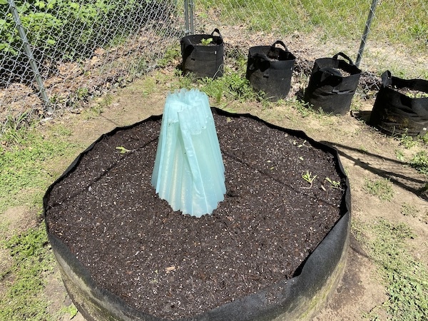 Wall Of Water in Raised Bed