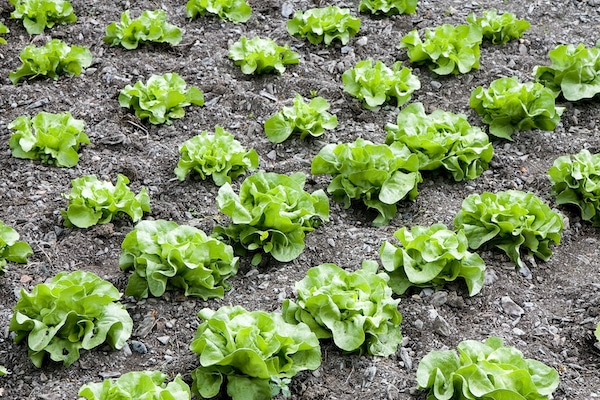 Grow Lettuce
