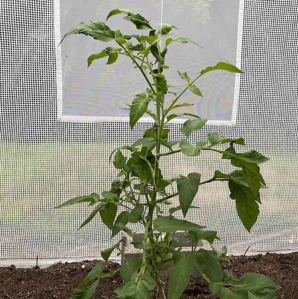 Pruning Tomatoes Hoop House