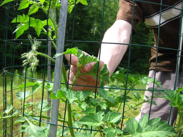 Tomato Pruning Benefits