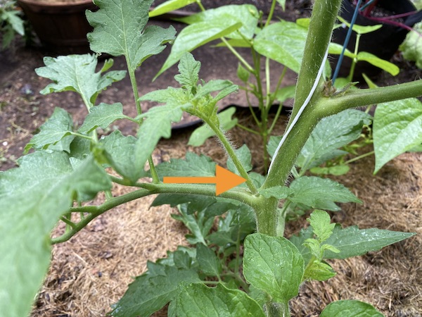 Tomato Plant Suckers