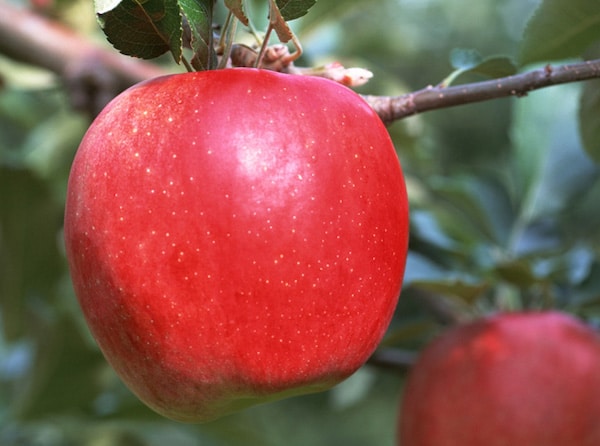 Heirloom Apples