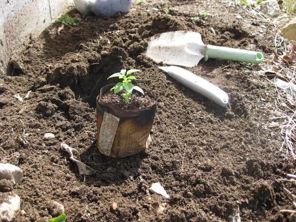 Transplanting Seedlings