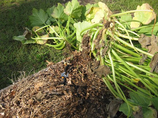 Zucchini Roots