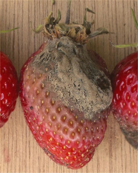 Mold on Strawberries