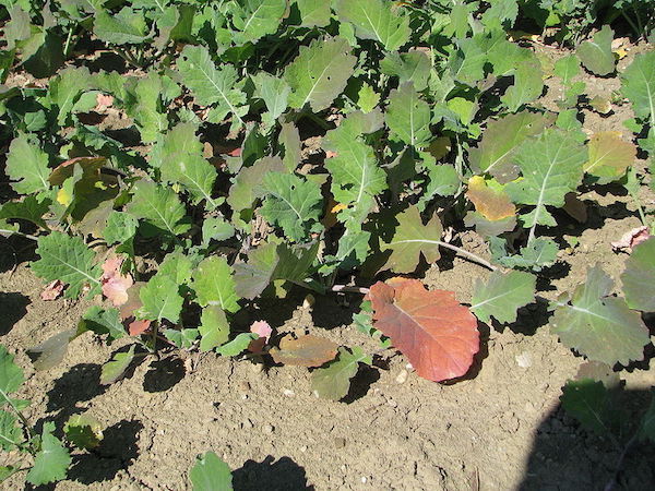 Rapeseed Covercrop