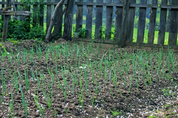 Testing Garden Strategies