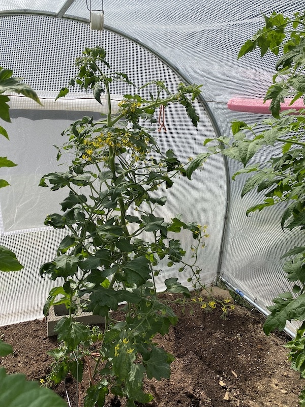 String Trellis Tomato